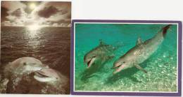 Lot Carte Postale Dauphin Dolphin - Dolfijnen