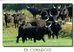 Taureaux En Camargue - Bull