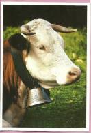 Vache, Avec Une Cloche Au Cou / Qu'est Ce Qu'elle Peut Bien Ruminer / Alpes / Cow, Bell - Cows
