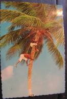 Cp The Sunny Caribbean - Picking Coconuts In Tropical Grove - Agiles Grimpeurs - Sonstige & Ohne Zuordnung