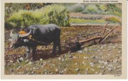 HI Hawaii, Water Buffalo Pulling Plow, Agriculture Farming, C1940s Vintage Curteich Linen Postcard - Autres & Non Classés