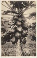 Honolulu HI Hawaii, Papaia Papaya Tree & Fruit, C1930s/40s? Vintage Real Photo Postcard - Honolulu