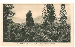 Nouvelle Caledonie - Dans La Brousse A Canala - Nieuw-Caledonië