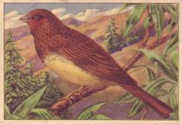 Chromo Chicorée Trappistes Vincart & Verburgh, Les Oiseaux N° 222 Bruant Roux - Rosse Gors - Tea & Coffee Manufacturers