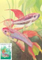 HONGRIE CARTE MAXIMUM NUM.YVERT 3090 POISSONS D AQUARIUM - Maximumkarten (MC)