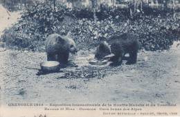 OURS.  _  GRENOBLE  1925.  _  Exposition  Internationale De La Houille Blanche Et Du Tourisme. Batoum Et Mira - Oursons - Bears