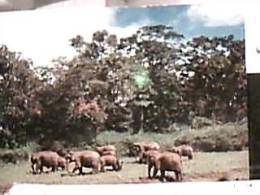 INDIA ELEFANTO ELEFANTS  SANCTUARY  KERALA N1970   DX5163 - Elefantes