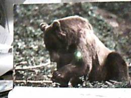 ORSI  ORSO BRUNO  2 CARD N1980   DX5164 - Bears