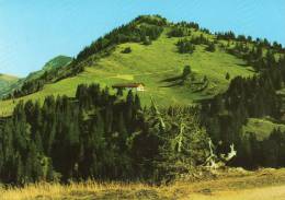 Oberstaufen-Steibis - Berggasthof Falkenhütte - Oberstaufen