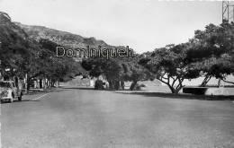 La Place Du Barachois Bordée D'arbres De L'Intendance - Saint Denis