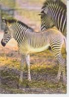 (AKU381) ZEBRE - Zebras