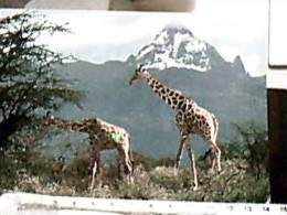 GIRAFFE IN KENYA  VB1977  DX5268 - Giraffen