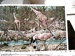 GIRAFFE IN SUD AFRICA   ZEBRE E ANTILOPE LONG HORNS VB1972  DX5269 - Giraffes