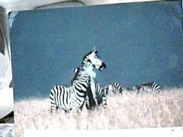 ZEBRE  IN KENYA VB1985  DX5270 - Zebras