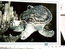 TARTARUGA  VERDE ACUARIO PORTO GENOVA N1995  DX5274 - Tortues