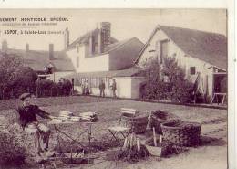 Sainte Luce   4   Asperges D'Argenteuil    Horticulture Ets Robert Aspot - Other & Unclassified