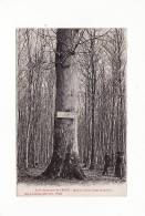 Carte 1915 FORET DOMANIALE DE LYONS / LE GROS CHENE (arbre) - Lyons-la-Forêt