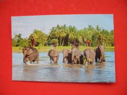 Elephants Taking Baths After Hard Work In The North Of Thailand. - Elefantes