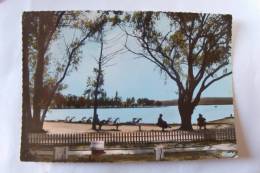 40 / Landes - Soustons - Vue Sur Le Plus Grand Lac Des Landes - Soustons