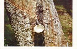 Rubber Tapping - Malesia