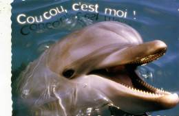 CARTE NEUVE ...DAUPHIN.....VOIR SCANER - Dolphins