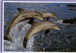 CARTE NEUVE ...DAUPHIN.....VOIR SCANER - Dolphins