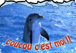 CARTE NEUVE ...DAUPHIN.....VOIR SCANNER - Dauphins