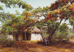 AFRIQUE ILE MAURICE MAURITIUS UNE CABANE DE LA CAMPAGNE QUI PARLE DU PASSE DE CETTE ILE OU LA BROUSSE CACHE ENCORE CES - Maurice