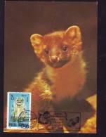 HAMSTER,CM,MAXI CARD,CARD MAXIMUM,1995,ROMANIA - Rodents
