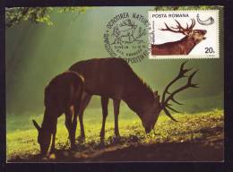 DEER,CM,MAXI CARD,CARD MAXIMUM,1978,ROMANIA - Animalez De Caza