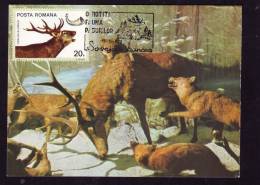 DEER,CM,MAXI CARD,CARTES MAXIMU,1978,ROMANIA - Selvaggina