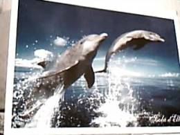 ISOLA D'ELBA E DELFINI V2005 DY5449 - Dolphins