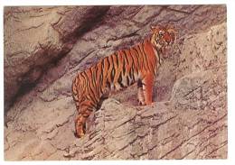 C1621 Tigre - Tiger - Getigert / Non Viaggiata - Tigri