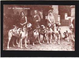 Les Races Canines - Lot De Grands Danois  - Chiens Du Chenil  "berger-policier" - Coll Inst Zoologique - Cani