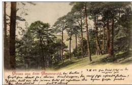 Carte Postale GRUSS AUS DEM GRUNEWALD Ecrite En 1902 ALLEMAGNE FORET ARBRE - Grunewald