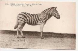 PARIS JARDIN DES PLANTES ,ZEBRE DE POTOCK  REF 29144 - Zebras