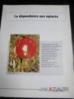 La Dépendance Aux Opiaces Par J. Le Houezec (12 Pages) (Tiré À Part De Actualités Innovations Médicales) - Medicina & Salute