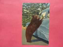 Hold Up Bear ---Yellowstone National Park   Linen  # 964  Linen  ---- -- - - Ref   681 - Bears