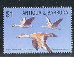 Antigua And Barbuda, Dendrocygna Arborea, 1 Stamp, MNH - Canards