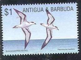 Antigua And Barbuda, Terodroma Hasitata, 1 Stamp, MNH - Seagulls