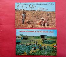 2 Cards- Onion & Cabbage Harvesting  Rio Grande Valley Texas  Early Chrome -   - ------ - - Ref  683 - Autres & Non Classés