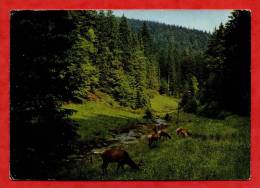 * ALLEMAGNE-SCHWARZWALD(Biches  Et Cerfs)-1964 - Hochschwarzwald