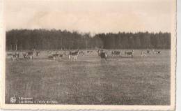 CPSM  LES BICHES DE L' OREE DU BOIS LIBRAMONT CHASSE CHASSEUR - Libramont-Chevigny