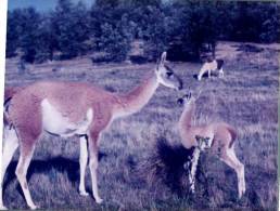 (849) Australia - NSW - Cooma Lama World (with Tractor) - Sonstige & Ohne Zuordnung