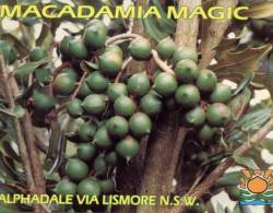 (849) Australia - Macadamia Nuts - Otros & Sin Clasificación