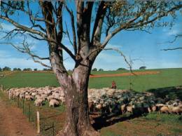 (849) Australia - NSW - Parkes Sheep Farming - Autres & Non Classés