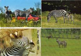 ZEBRES - 4 CP - Parc Safari Africain (québec) St Bernard - Hemmingford - Divers (47997) - Zebra's