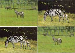 ZEBRES - 4 CP - Parc Safari Africain (québec) St Bernard (2) Divers (47998) - Zebras