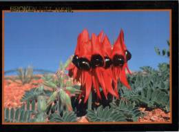 (665) Australia - NSW - Broken Hill - Sturt's Desert Pea - Autres & Non Classés