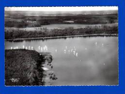 Eclaron  .  1960 .   Hte Marne   Le Lac : Course De Vauriens   Gde Dentelée : N&b . Bon état . - Eclaron Braucourt Sainte Liviere